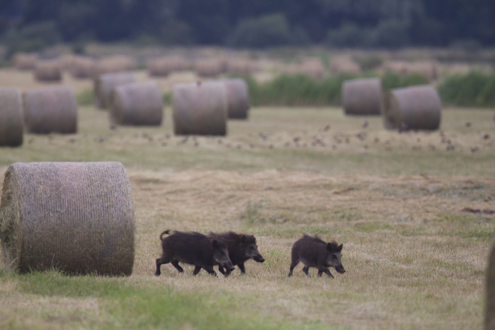 Les Missions Principales De La Fédération Des Chasseurs Du Doubs