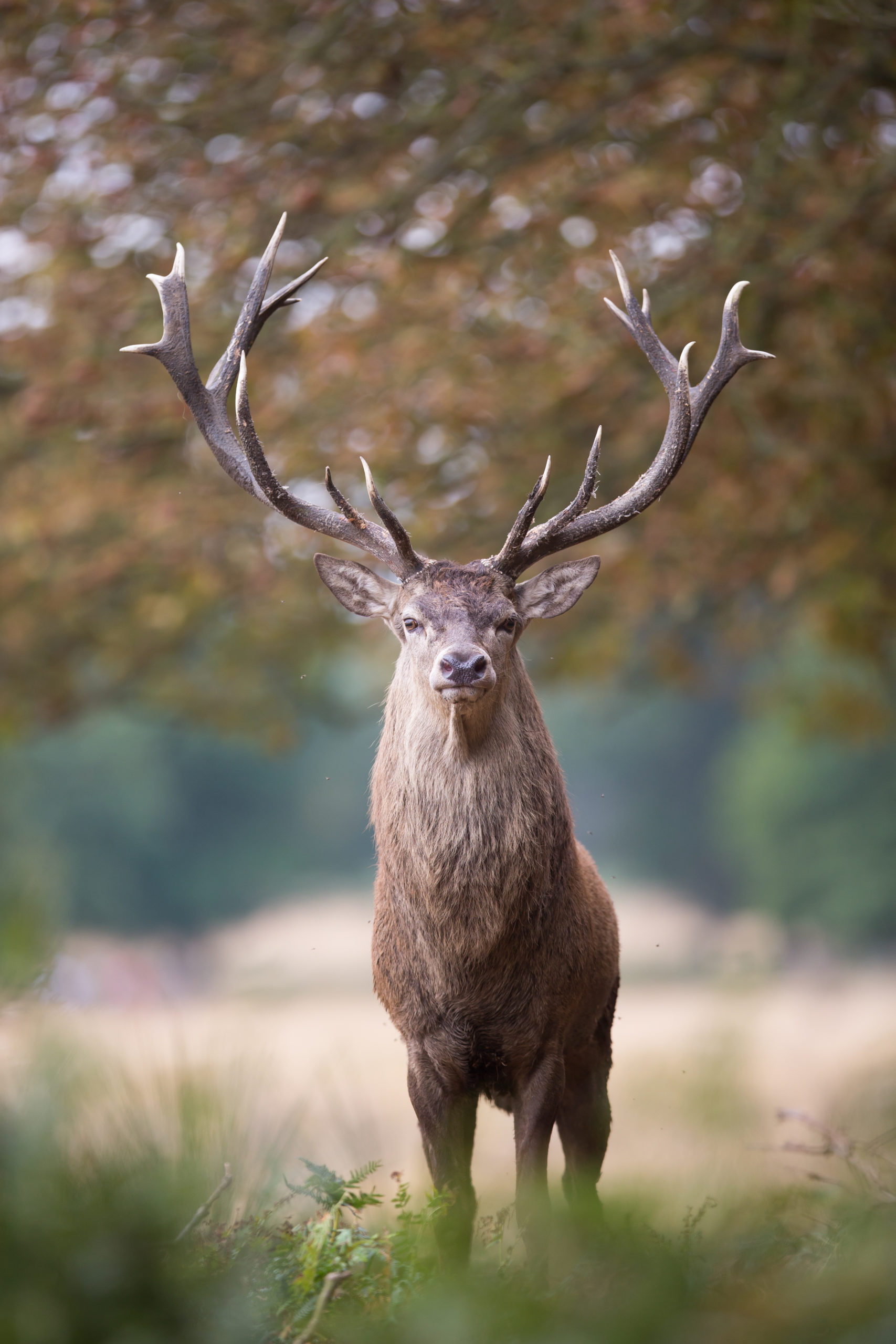 Le Cerf Fédération Des Chasseurs Du Doubs